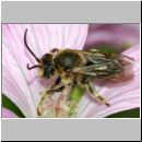 Macropis sp - Schenkelbiene m01c 9mm.jpg